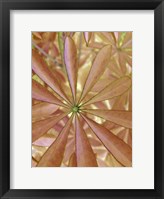 Framed Woodland Plants in Red II