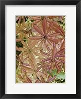 Framed Woodland Plants in Red IV