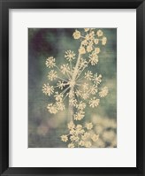 Framed Queen Ann's Lace I