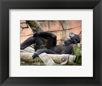 Chimp - Just relaxing Framed Print