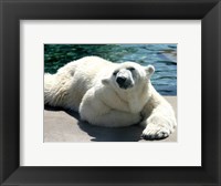 Framed Polar Bear on the floor