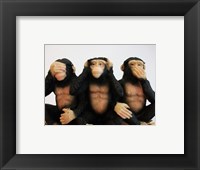 Framed Monkeys - See No Evil, Hear No Evil, Speak No Evil