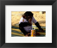 Framed Chimp - Time for a drink