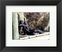 Chimps - Just Chillin Framed Print