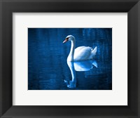 Framed Swan