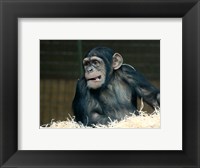 Framed Funny Monkey