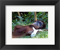 Framed Orangutan - Just about to take a nap