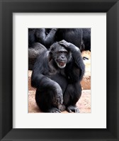 Chimp - Let me think it over Framed Print