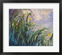 Framed Yellow Iris