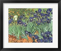 Framed Irises, 1889
