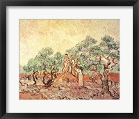 Framed Olive Grove, 1889