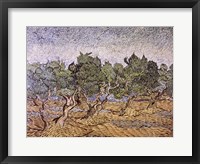 Framed Olive Orchard, Violet Soil