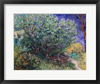 Framed Lilac Bush, 1889