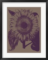 Framed Sunflower 14