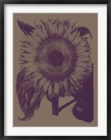 Framed Sunflower 14