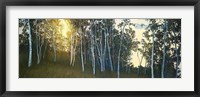 Framed Hillside Birches