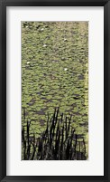 Framed Lily Pond III