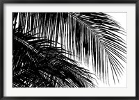 Framed Palms 3