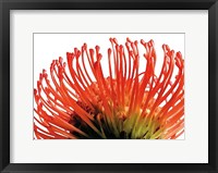 Framed Orange Protea 2