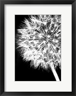 Framed Dandelion Crop