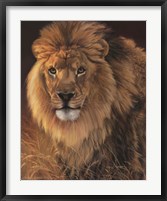 Framed Power and Presence- African Lion