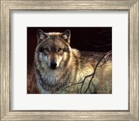 Framed Uninterrupted Stare- Gray Wolf