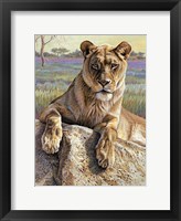 Framed Serengeti Lioness