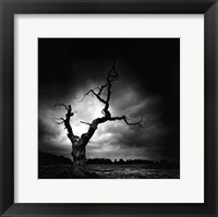 Framed Last Tree