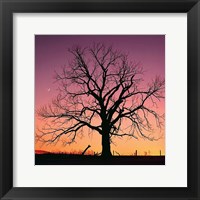 Framed Arboral Afterglow