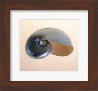 Framed Polished Nautilus