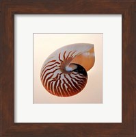 Framed Nautilus