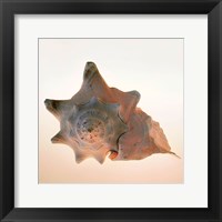 Framed Conch