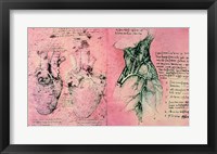 Framed Anatomical drawing of hearts and blood vessels