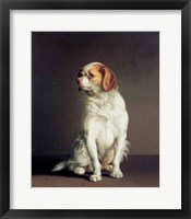 Framed Portrait of a King Charles Spaniel