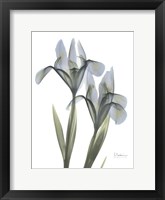 Framed Blue Floral X-ray Iris