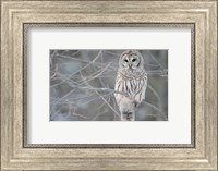 Framed Owl In The Woods