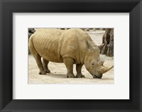 Framed African Rhinoceros