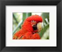 Framed Red Parrot