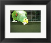 Framed Cheeky Parrot