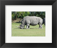 Framed Rhino Grazing