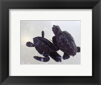 Framed Baby Sea Turtles