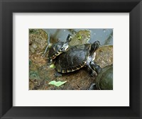 Framed Three Turtles