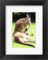 Framed Two Kangaroos