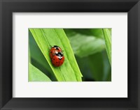 Framed Two Ladybugs