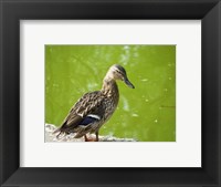 Framed Duck