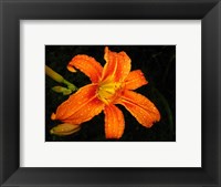 Framed Orange Tiger Lily