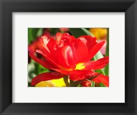 Framed Red Tulip