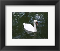 Framed Swan