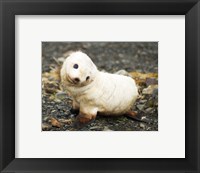 Framed Baby Fur Seal, South Georgia