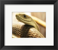 Framed Black Mamba